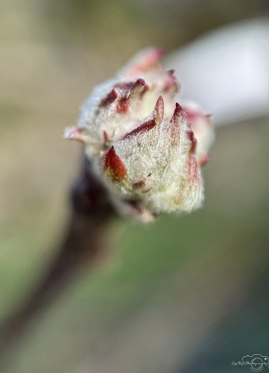Flower_264