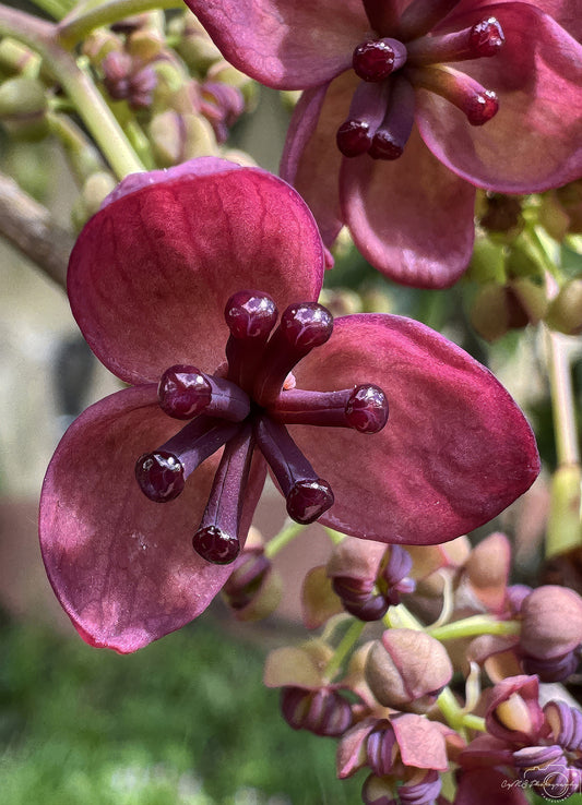 Flower_265