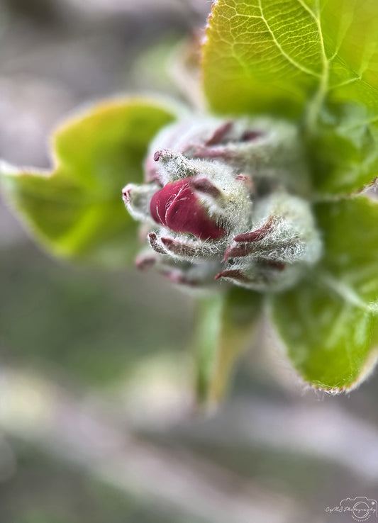Flower_266