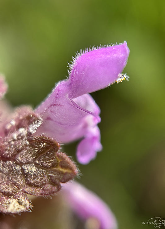 Flower_267