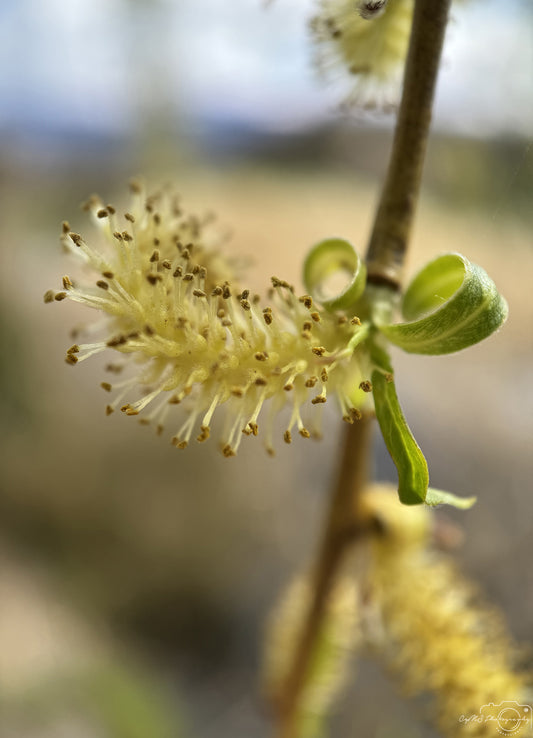 Flower_268