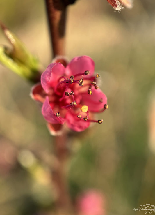 Flower_269
