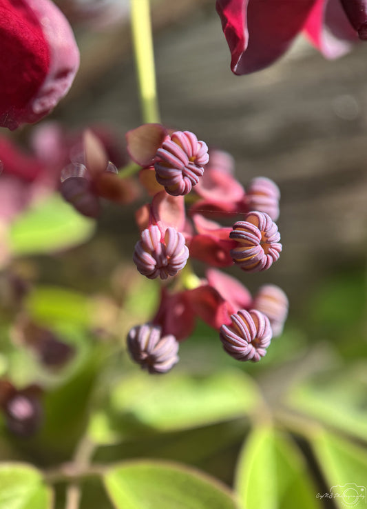Flower_270