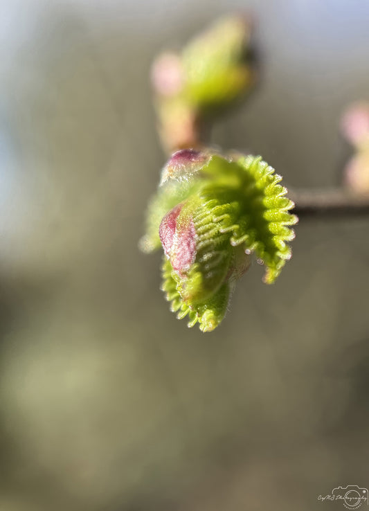 Flower_271