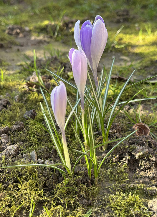 Flower_272