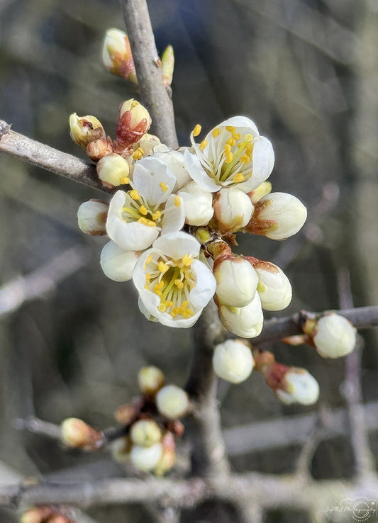 Flower_273