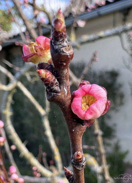 Flower_274