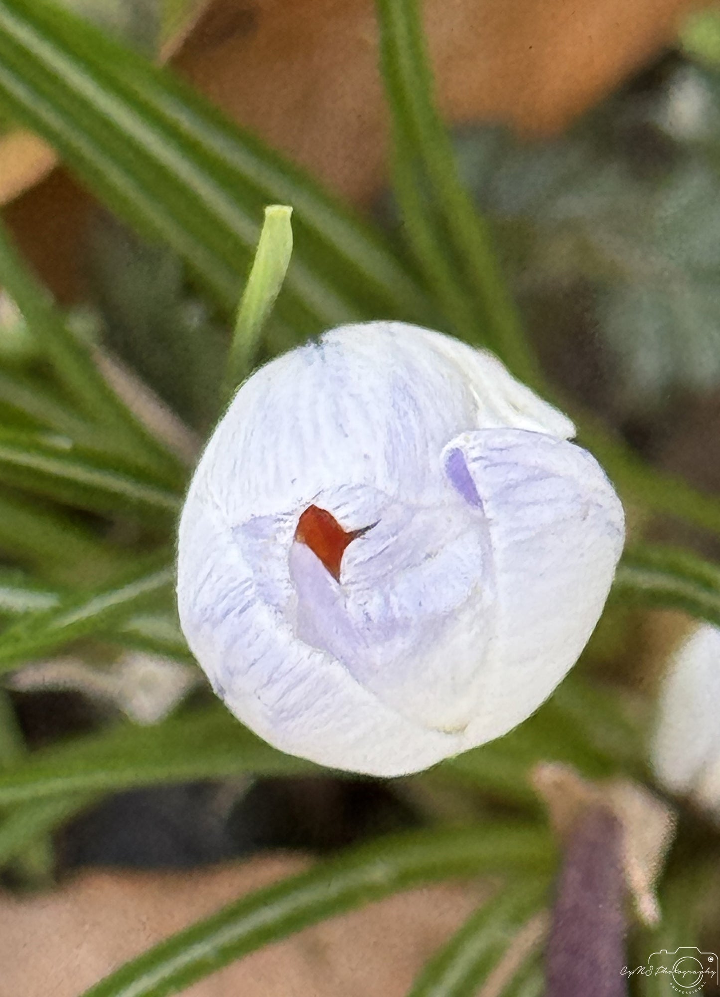 Fleur_275