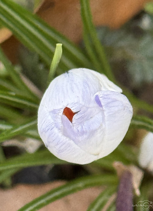 Flower_275