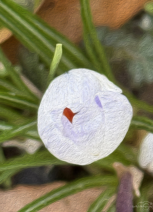 Digital Oil Painting - Superb Flower V275