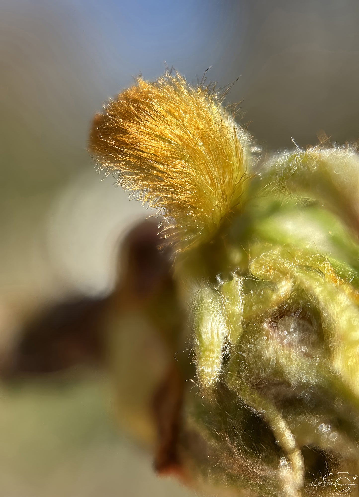 Flower_276
