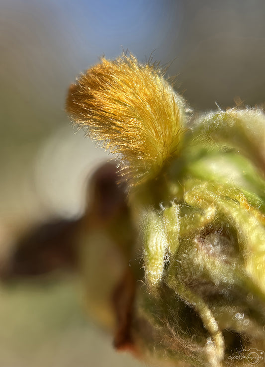 Flower_276
