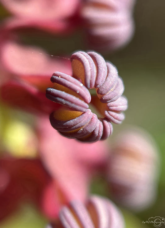 Flower_277