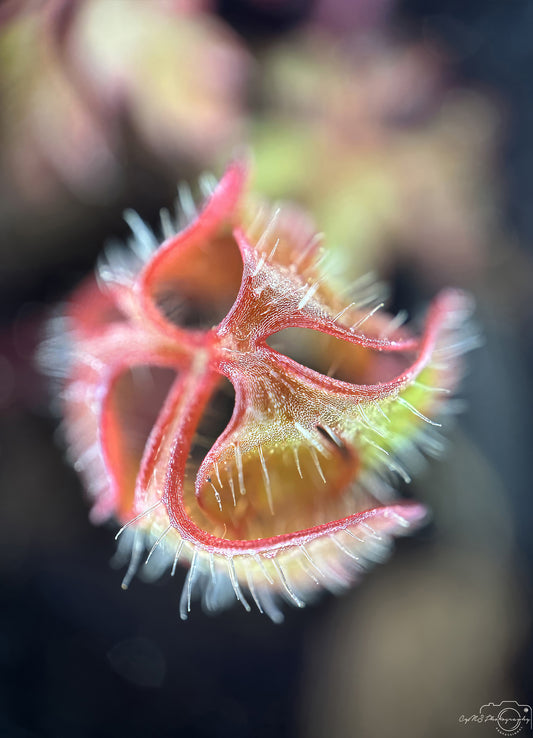 Flower_278
