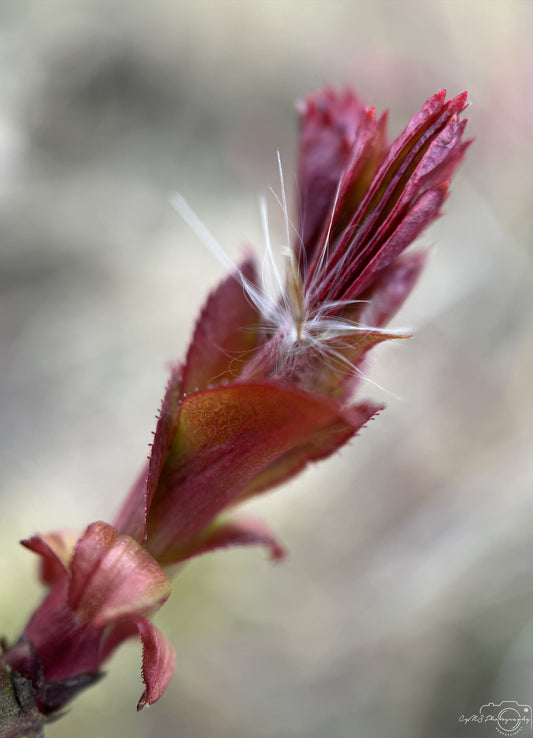 Flower_279