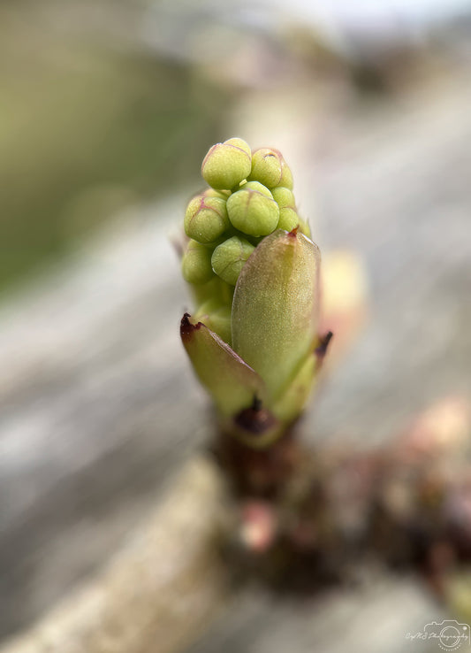 Flower_280