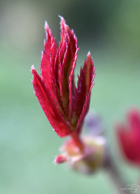 Flower_281