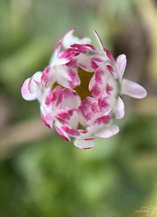 Flower_282
