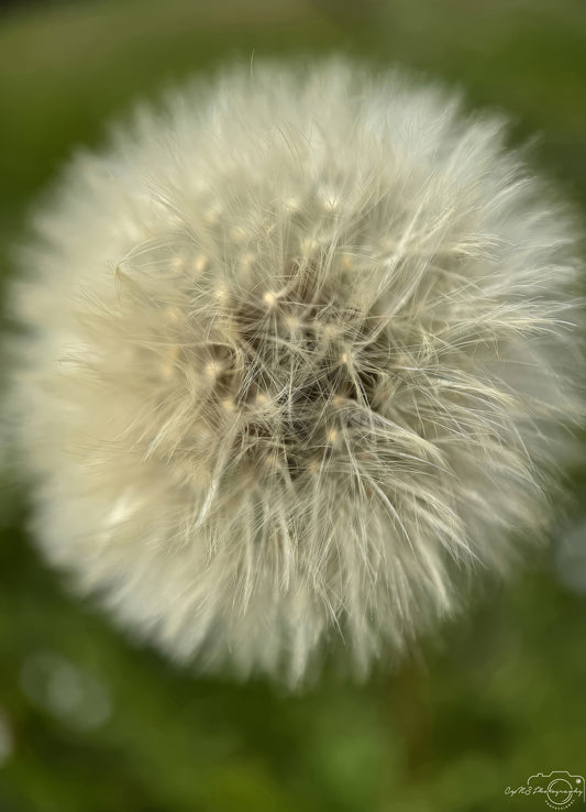 Flower_283