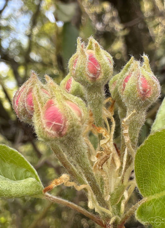 Flower_284