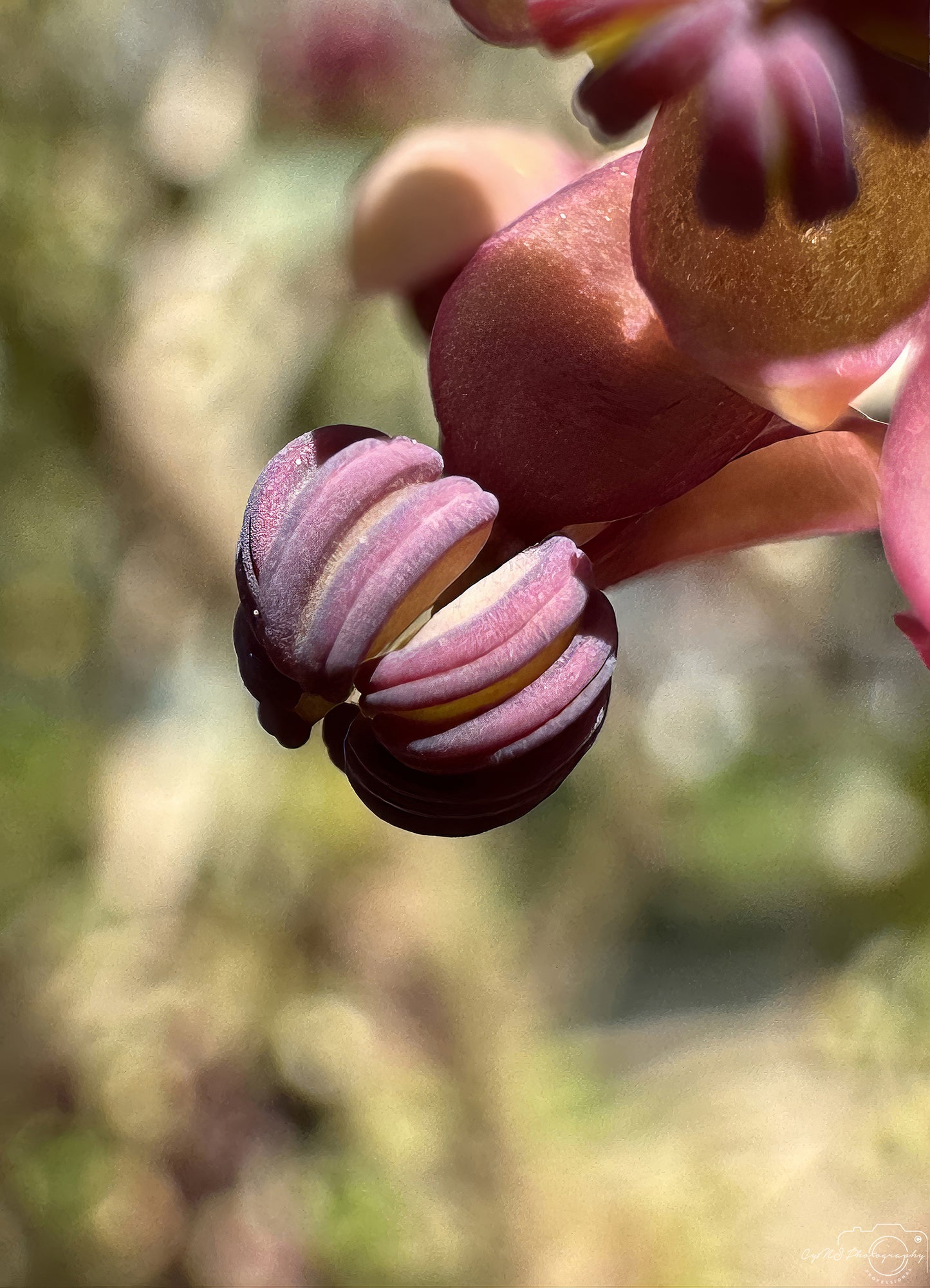 Flower_285