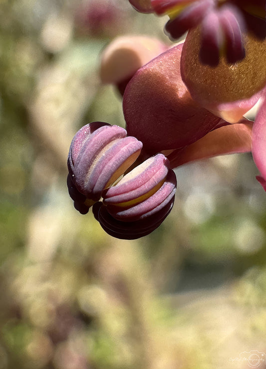 Flower_285