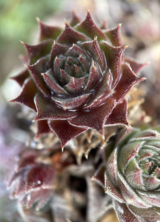 Flower_286