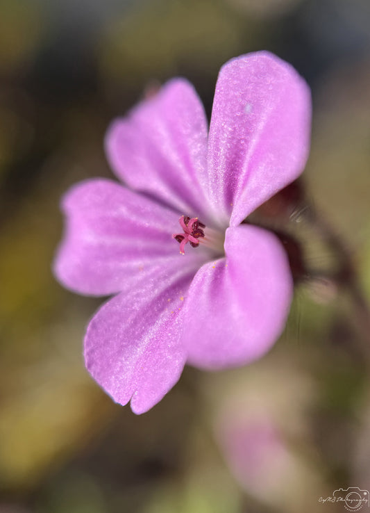 Flower_287