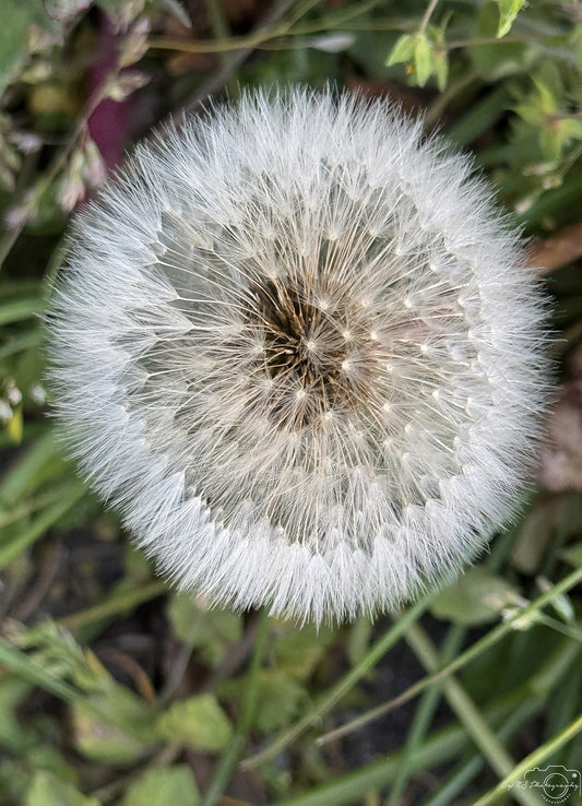 Flower_288