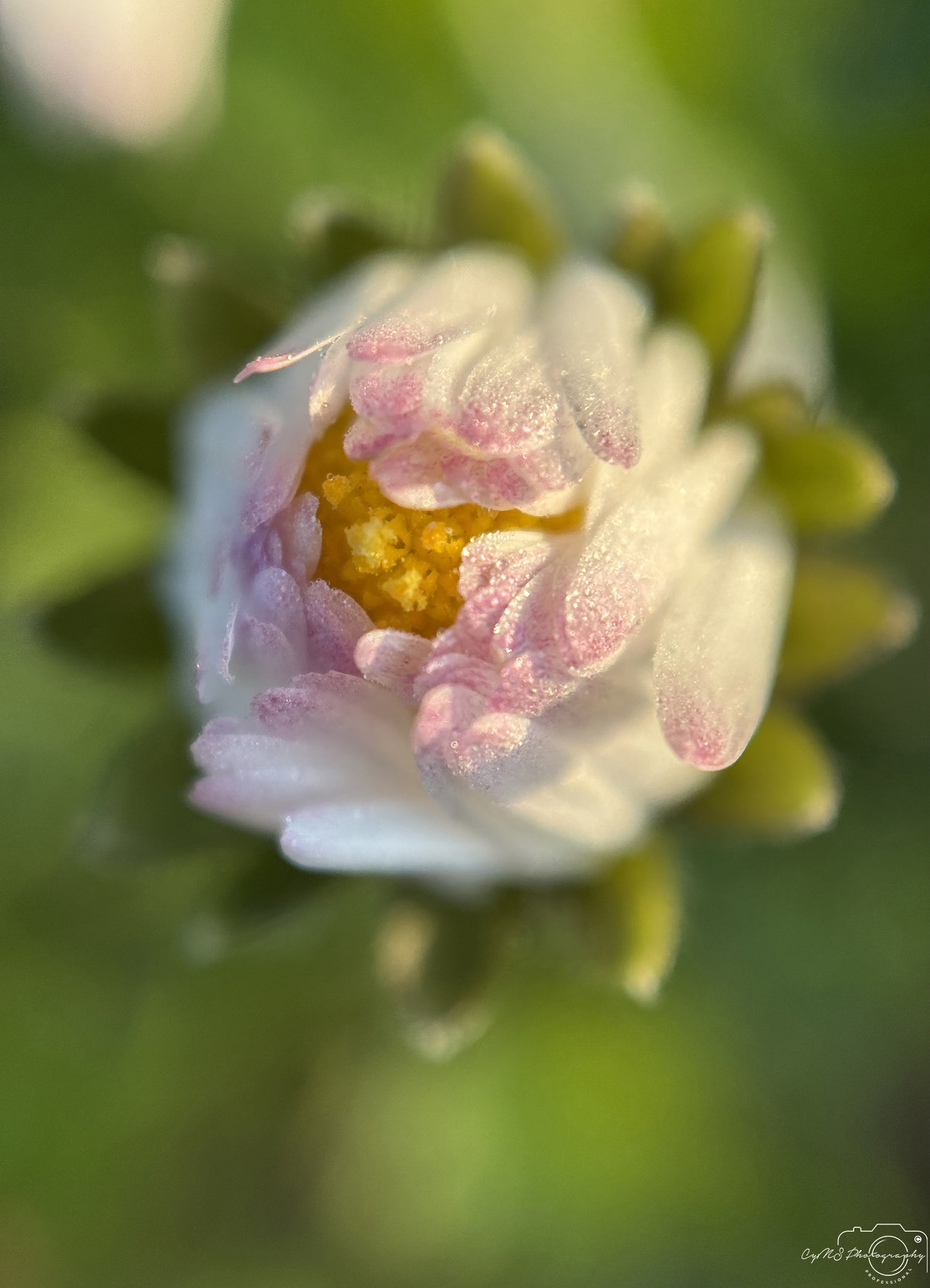 Flower_289