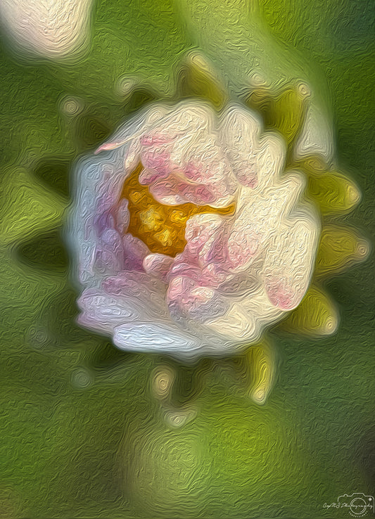 Digital Oil Painting - Superb Flower V289