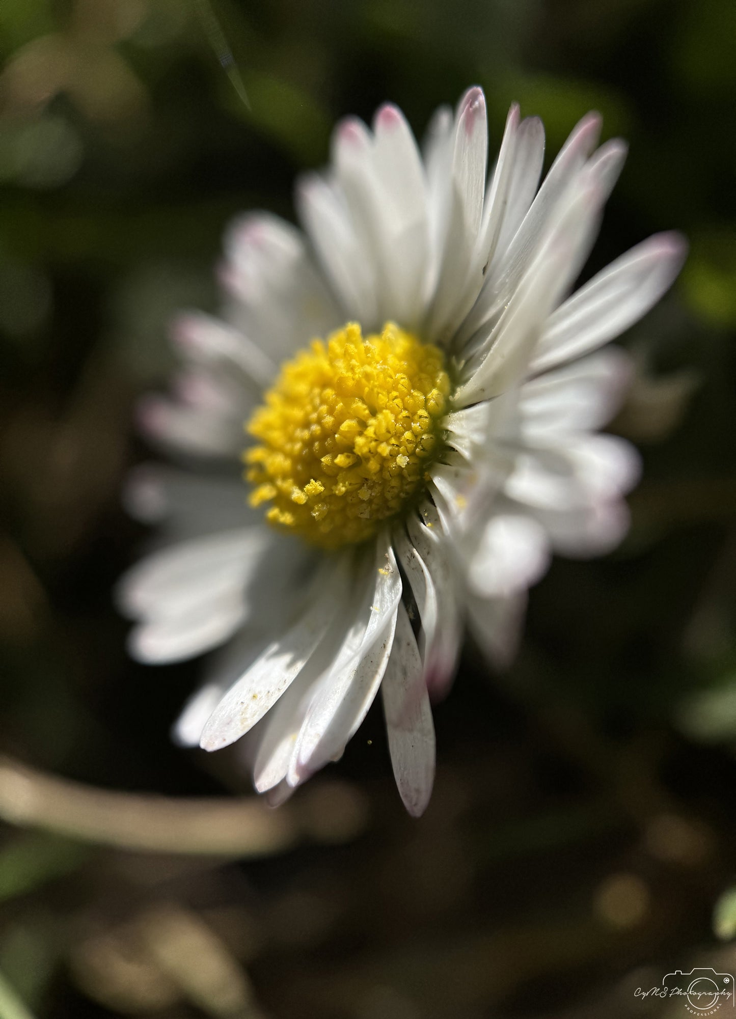 Flower_290