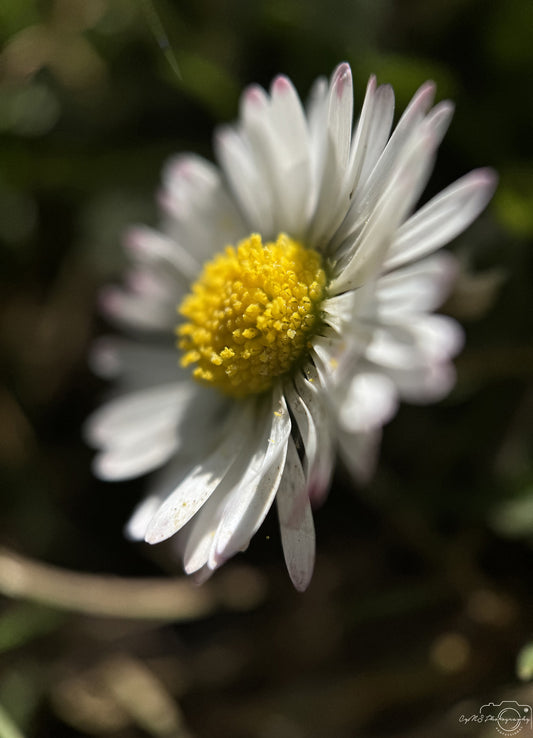Flower_290