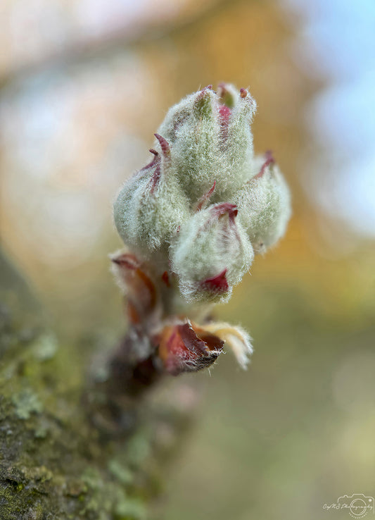 Flower_291