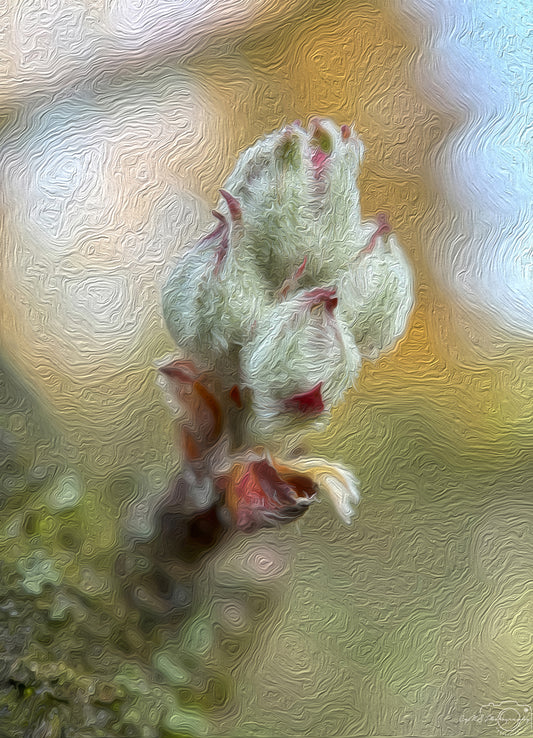 Digital Oil Painting - Superb Flower V291