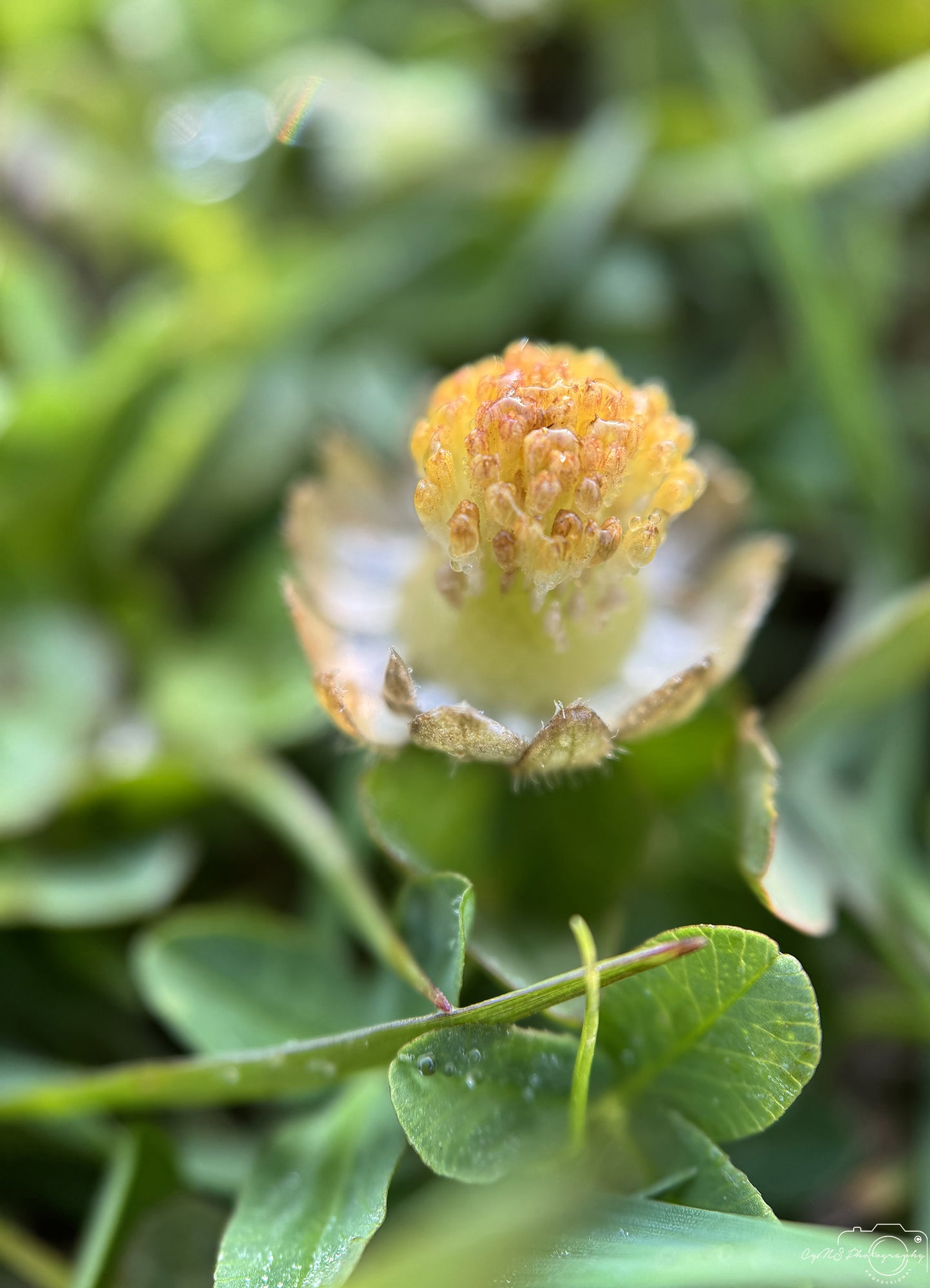 Flower_292