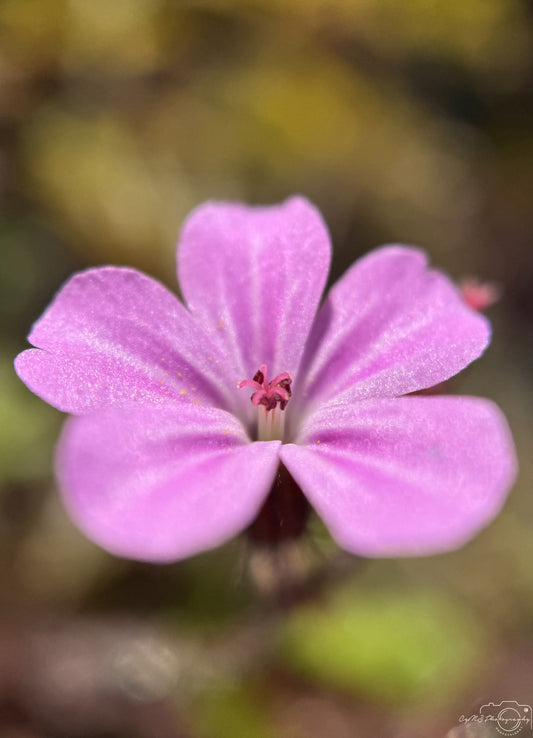 Flower_293