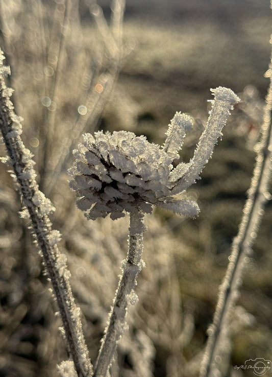Icy Masterpiece_007 - Superbpictures