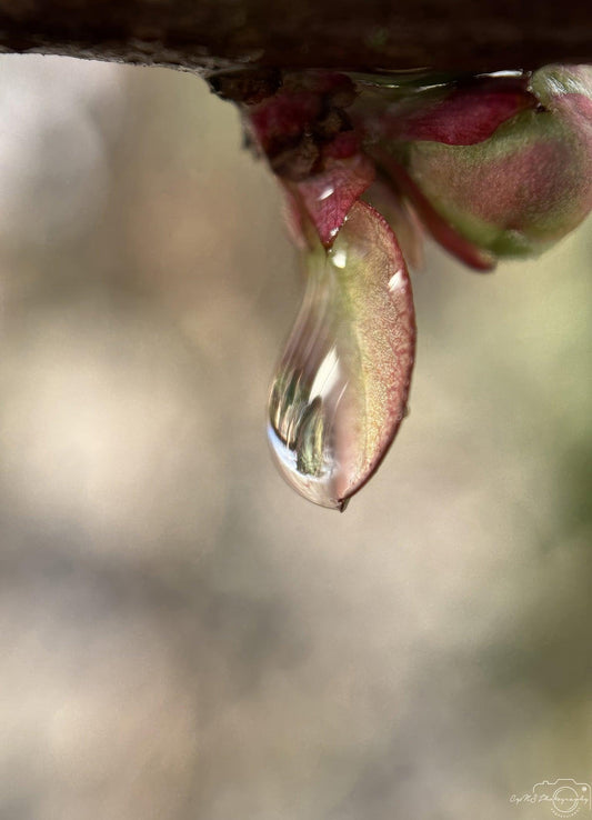 Nature Photography - Superb Droplet V192