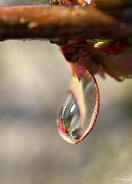 Nature Photography - Superb Droplet V193
