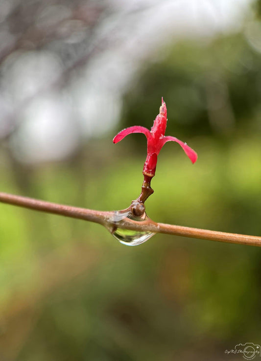 Nature Photography - Superb Droplet V194