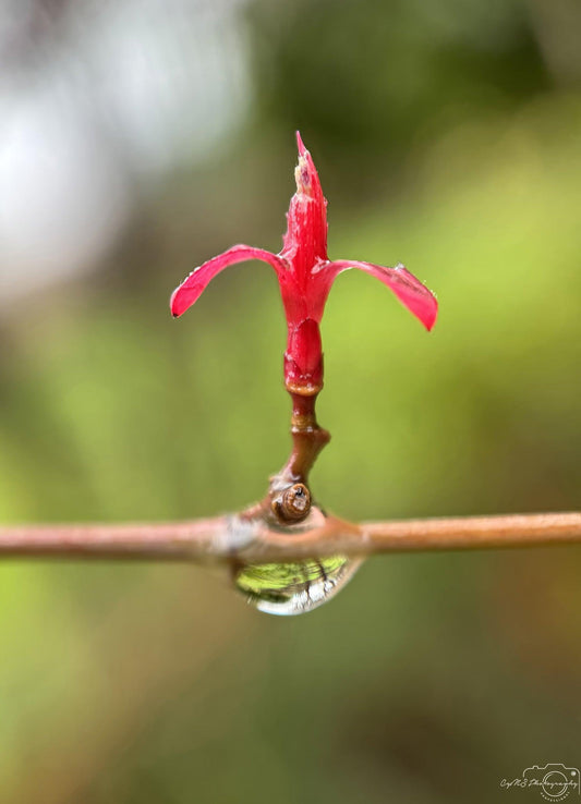 Nature Photography - Superb Droplet V195