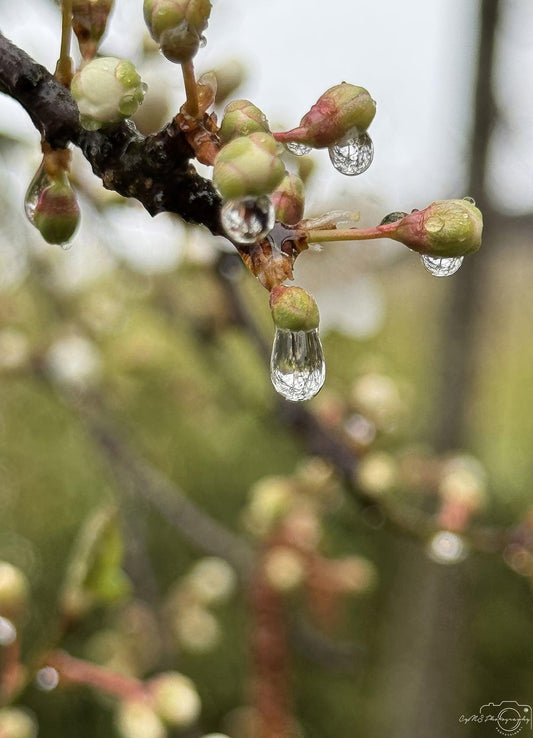 Nature Photography - Superb Droplet V196