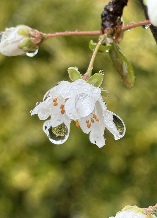 Nature Photography - Superb Droplet V198