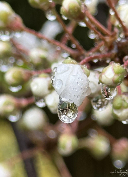 Nature Photography - Superb Droplet V199