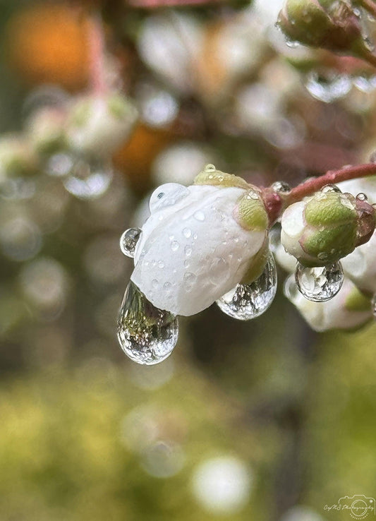 Nature Photography - Superb Droplet V200