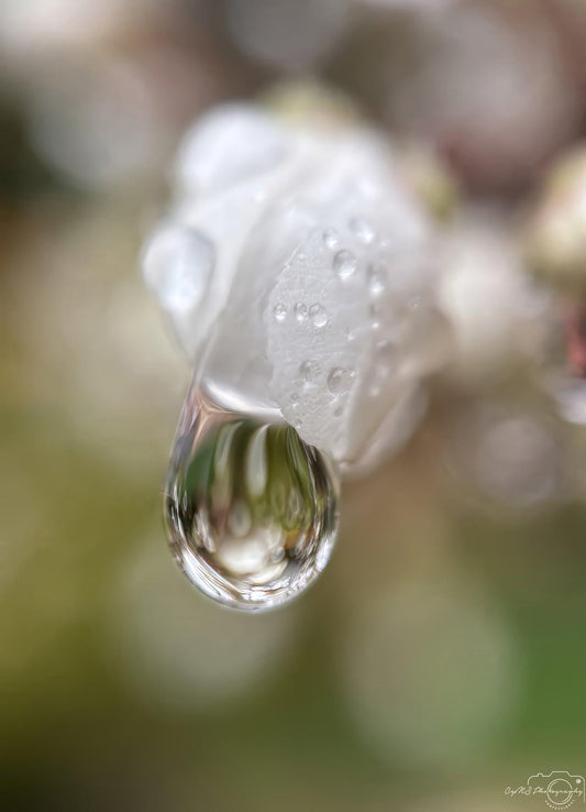 Nature Photography - Superb Droplet V201