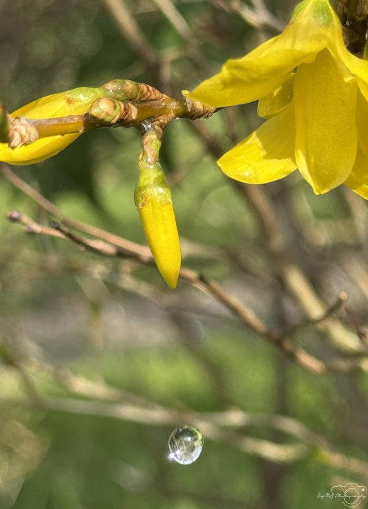 Nature Photography - Superb Droplet V203