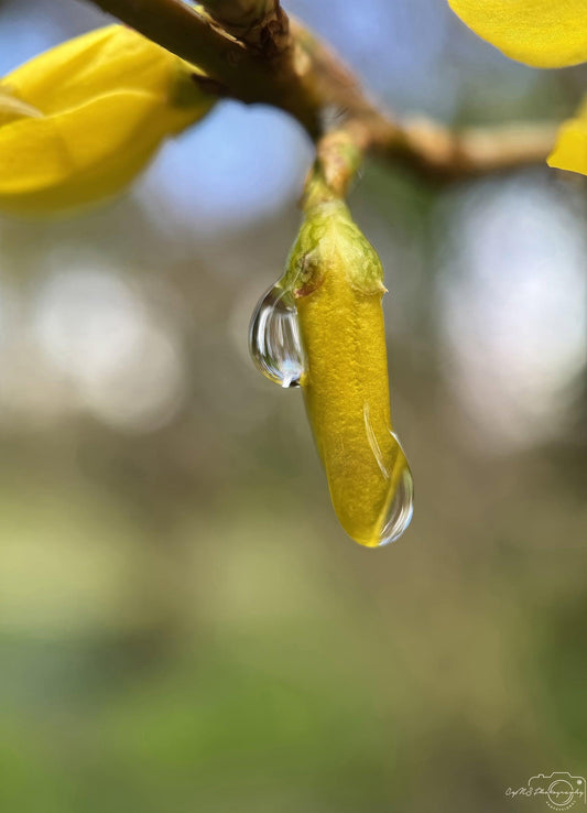 Nature Photography - Superb Droplet V204