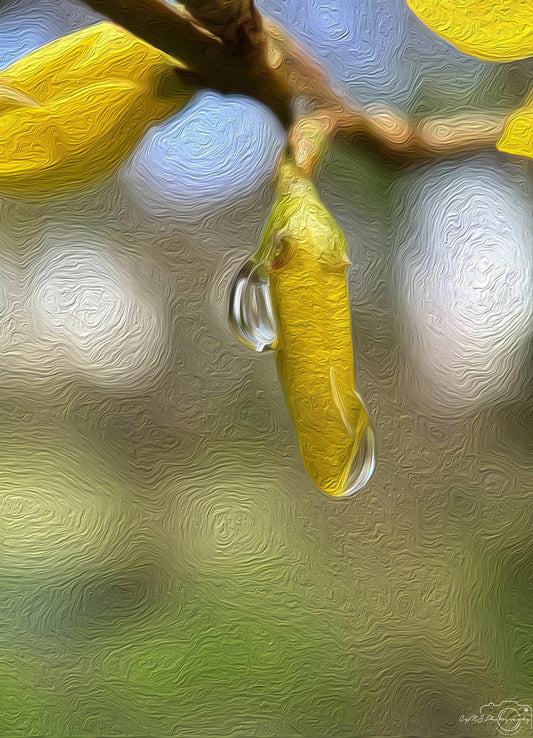 Digital Oil Painting - Superb Droplet V204